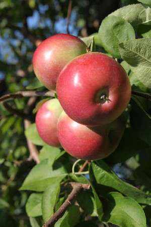 Rogers Red McIntosh - Apple Varieties